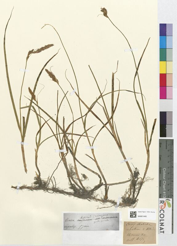 Carex disticha (Cyperaceae)