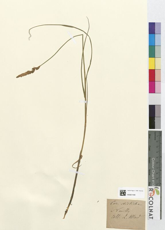 Carex disticha (Cyperaceae)