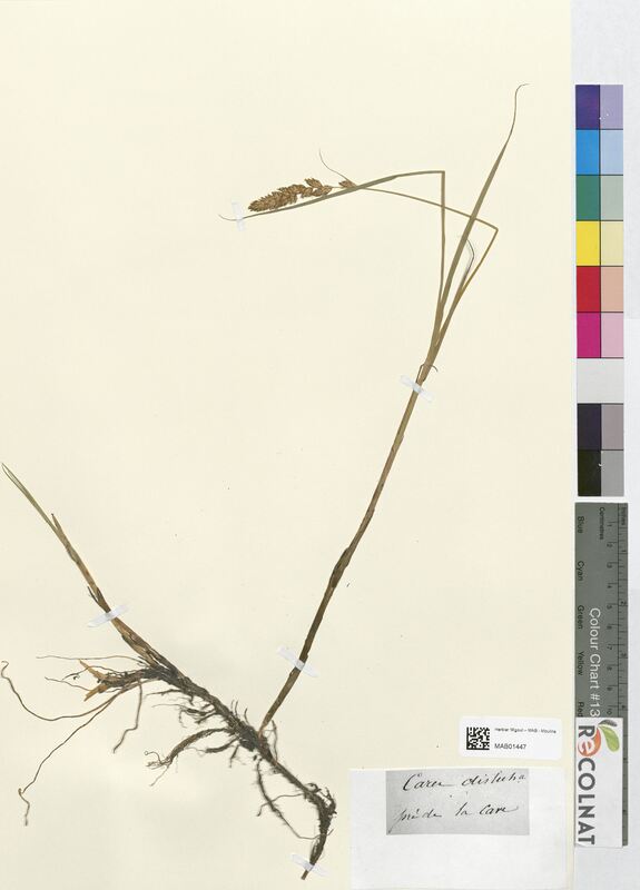 Carex disticha (Cyperaceae)