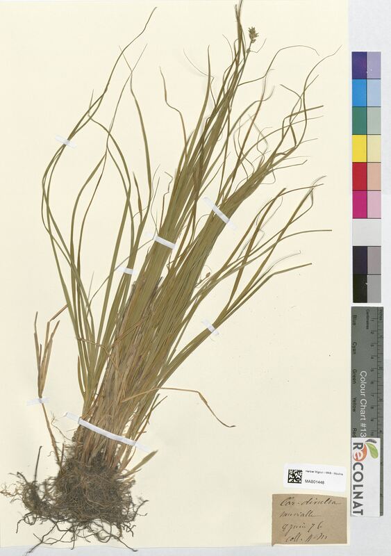 Carex disticha (Cyperaceae)