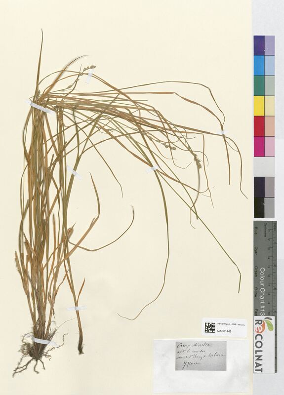 Carex divulsa (Cyperaceae)