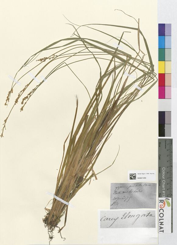 Carex elongata (Cyperaceae)