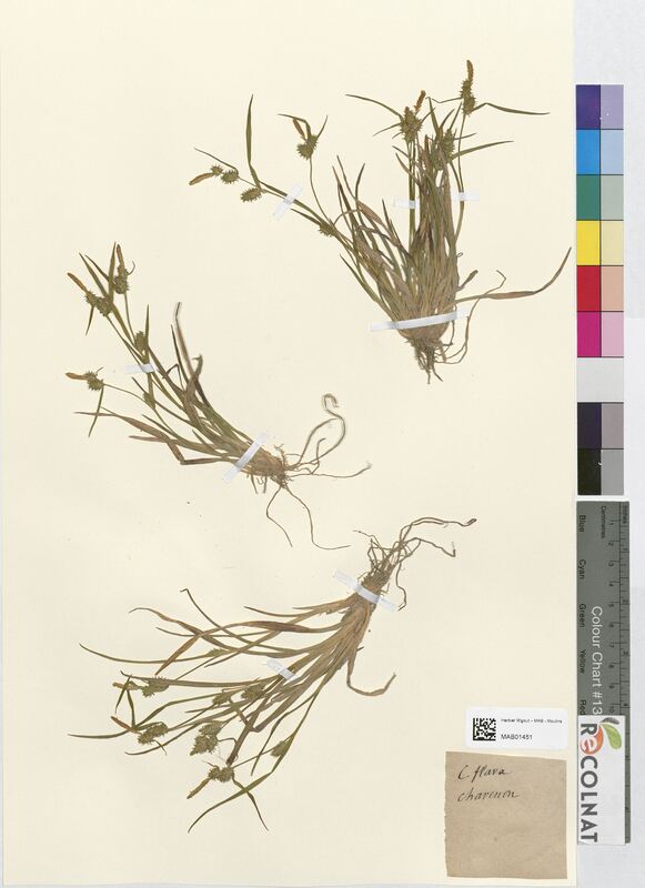 Carex flava (Cyperaceae)