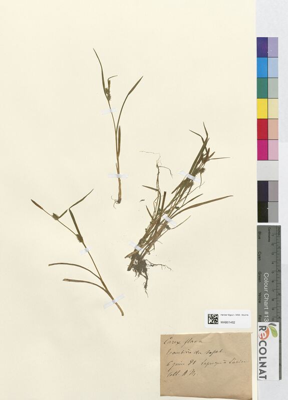 Carex flava (Cyperaceae)