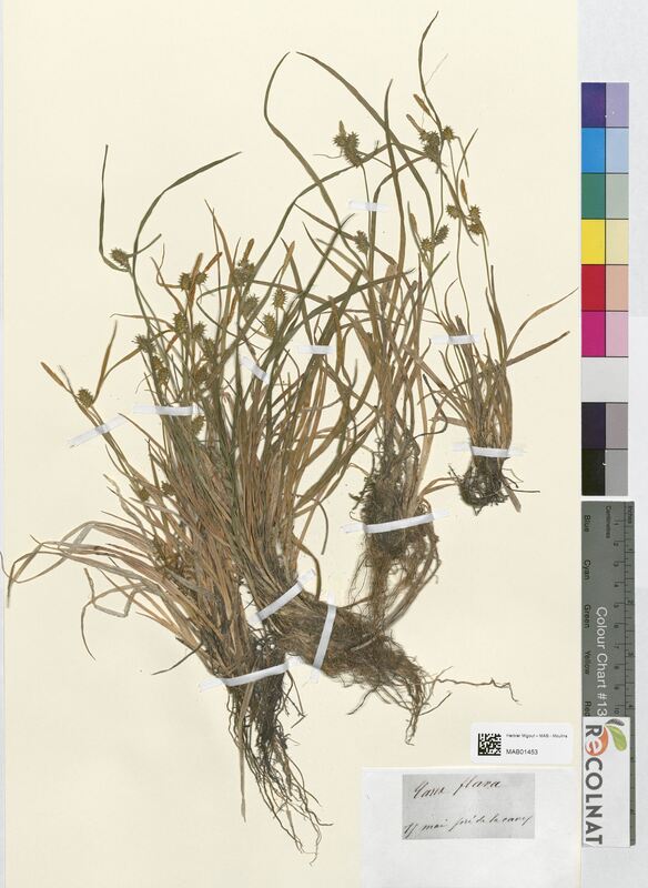 Carex flava (Cyperaceae)