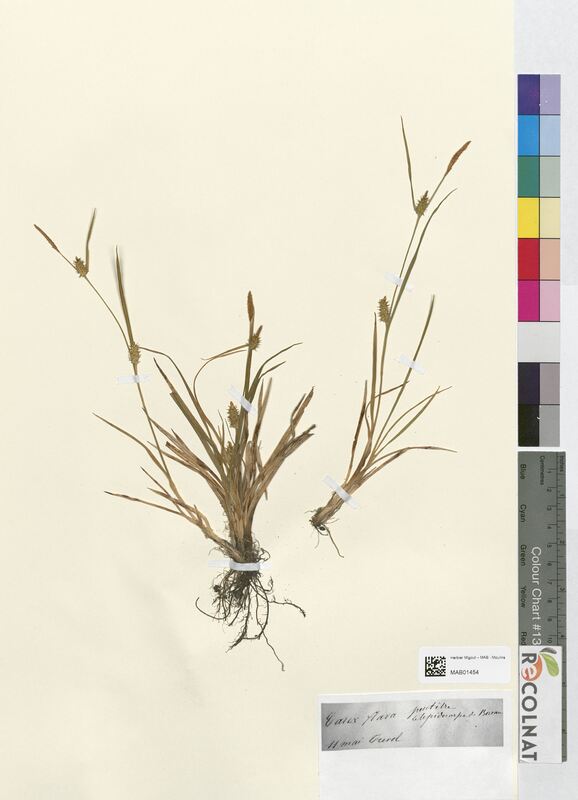 Carex flava (Cyperaceae)