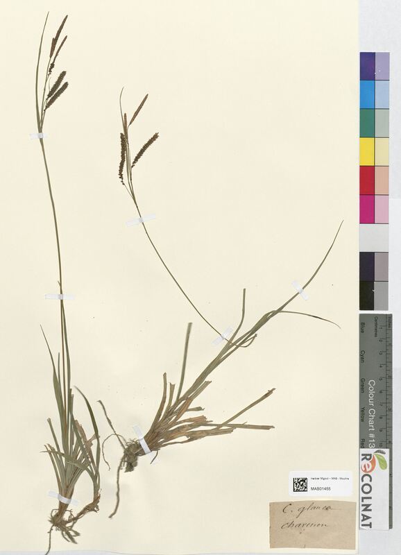 Carex glauca (Cyperaceae)