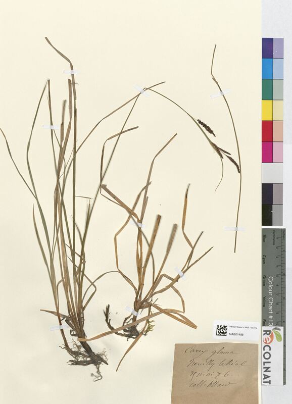 Carex glauca (Cyperaceae)