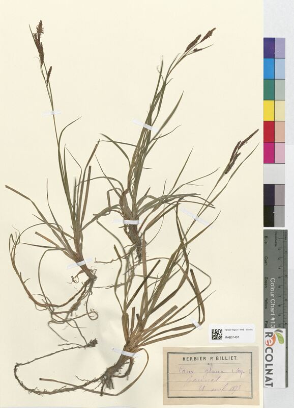 Carex glauca (Cyperaceae)