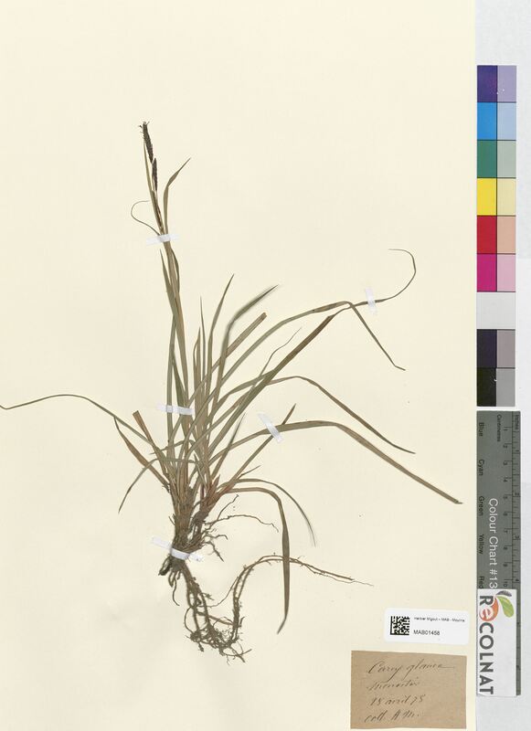 Carex glauca (Cyperaceae)