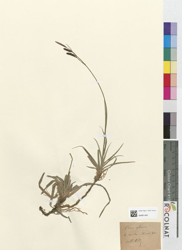 Carex glauca (Cyperaceae)