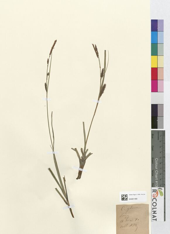 Carex glauca (Cyperaceae)