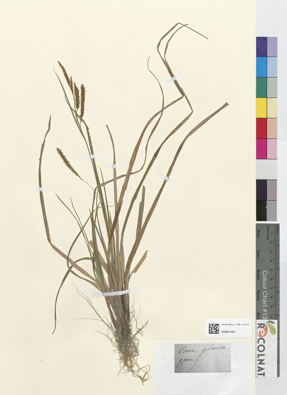 Carex glauca (Cyperaceae)