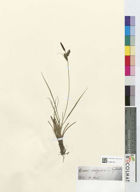 Carex vulgaris (Cyperaceae)