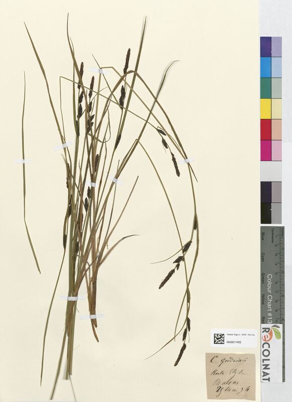 Carex goodnowii (Cyperaceae)