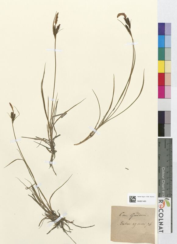 Carex goodnowii (Cyperaceae)