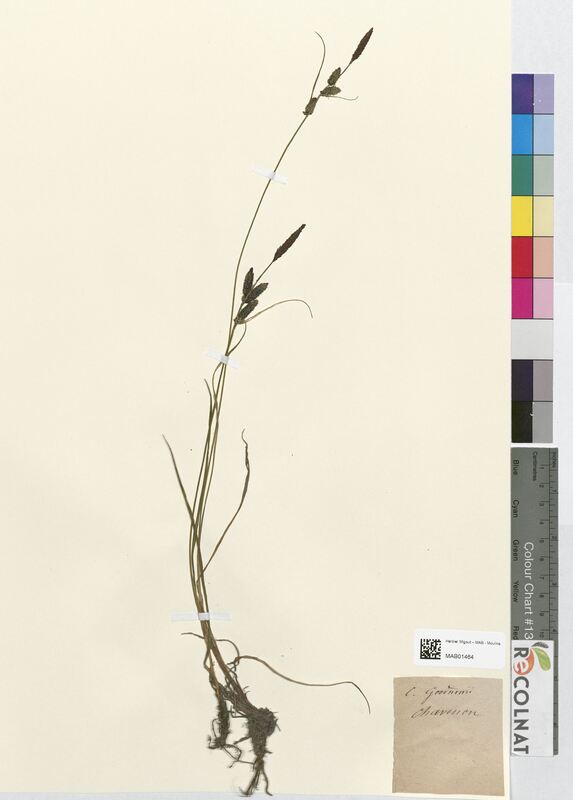 Carex goodnowii (Cyperaceae)