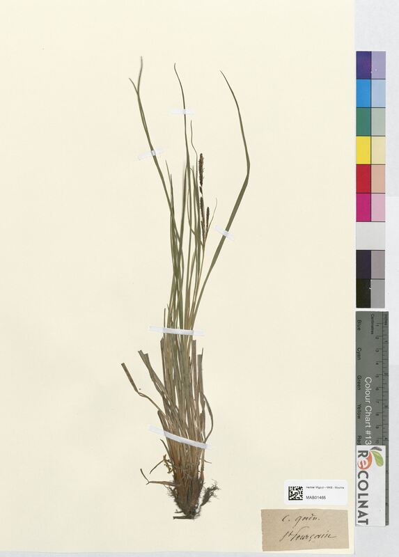 Carex goodnowii (Cyperaceae)