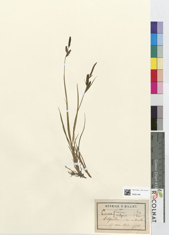 Carex goodnowii (Cyperaceae)