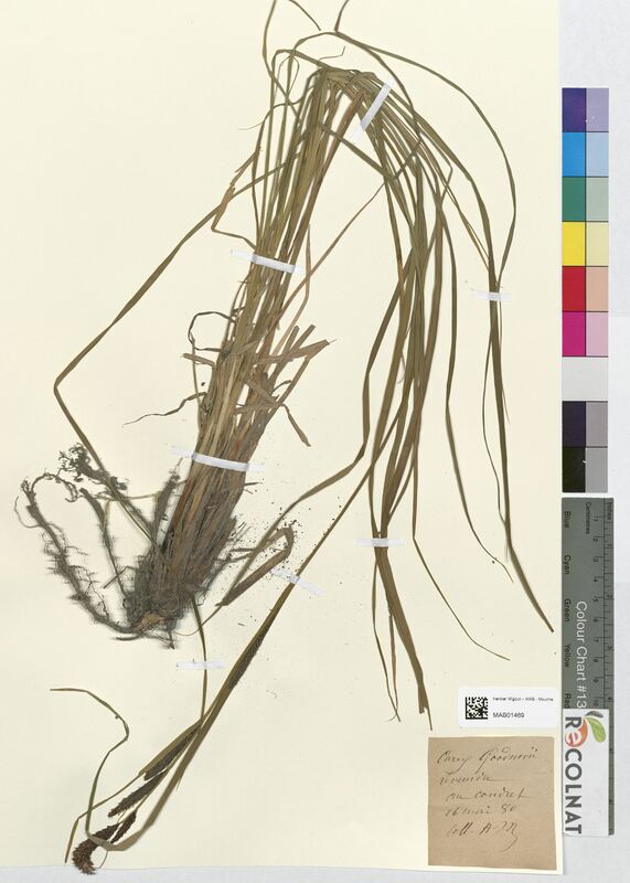 Carex goodnowii (Cyperaceae)