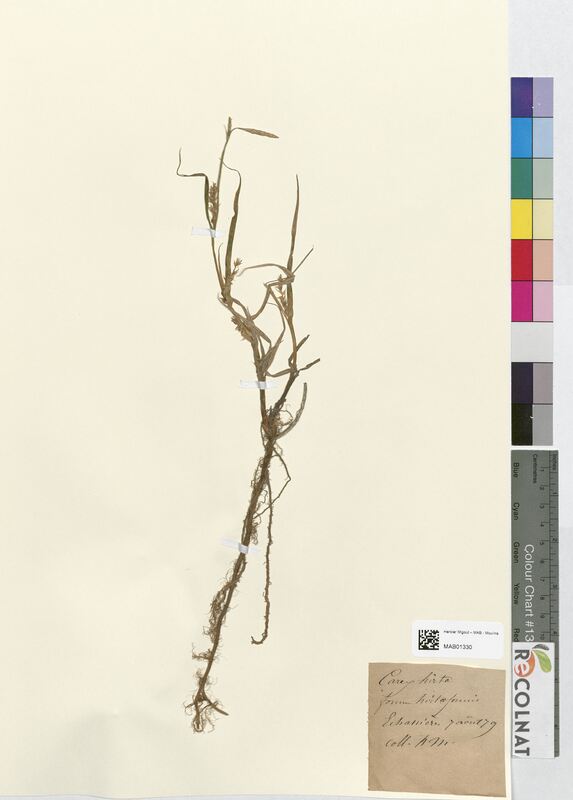 Carex hirta (Cyperaceae)