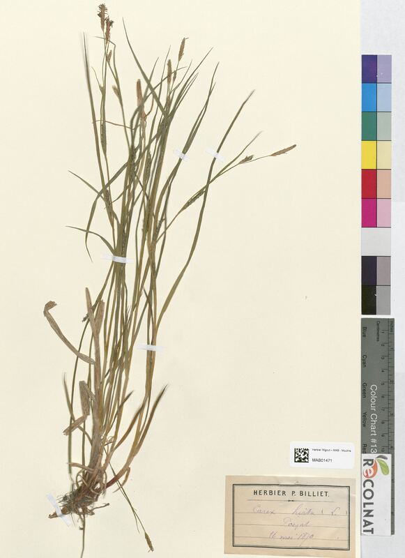 Carex hirta (Cyperaceae)