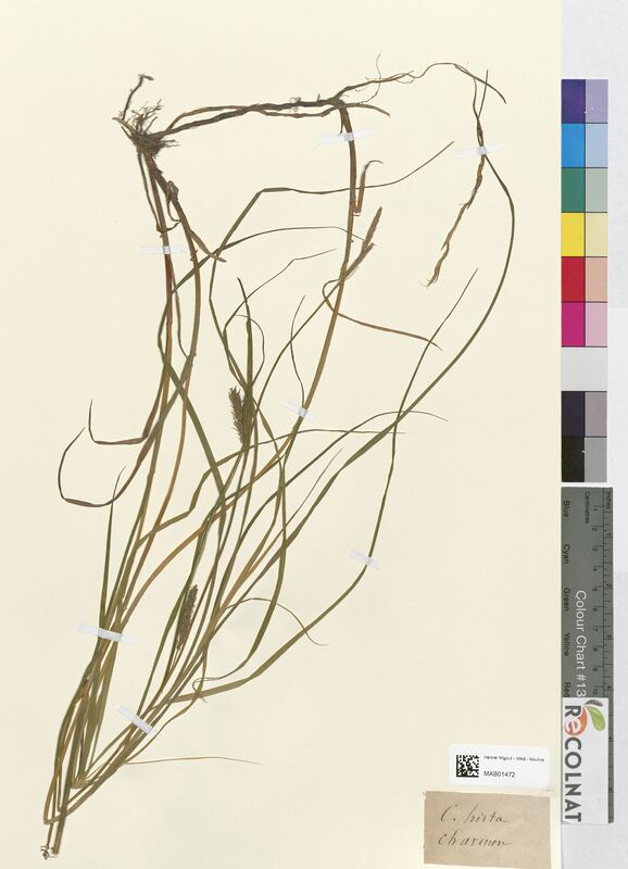 Carex hirta (Cyperaceae)