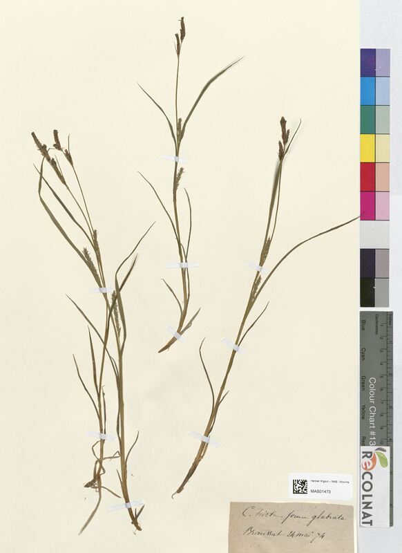 Carex hirta (Cyperaceae)