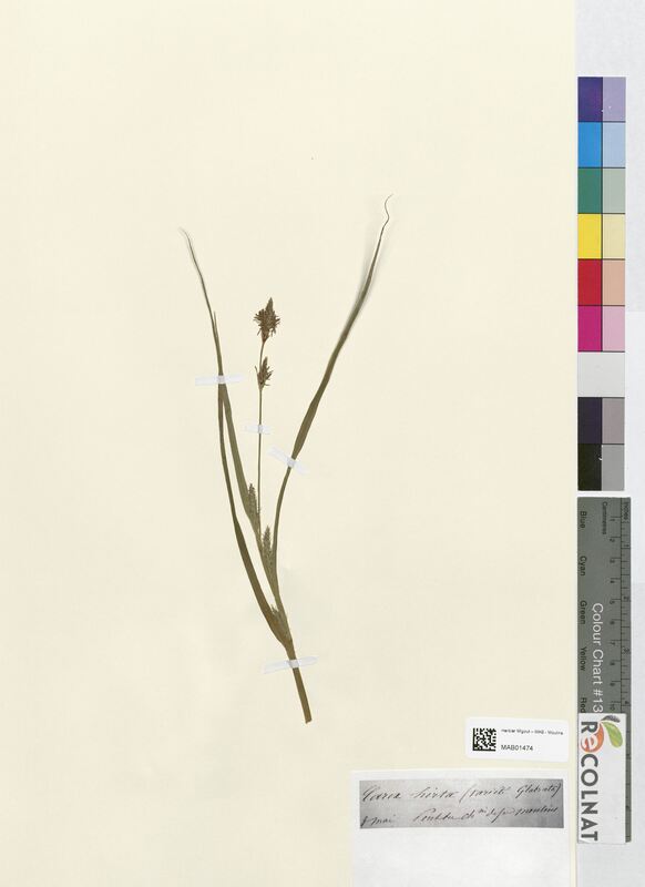 Carex hirta (Cyperaceae)