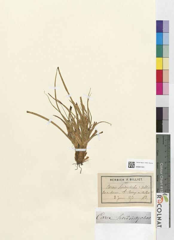 Carex hordeistichos (Cyperaceae)