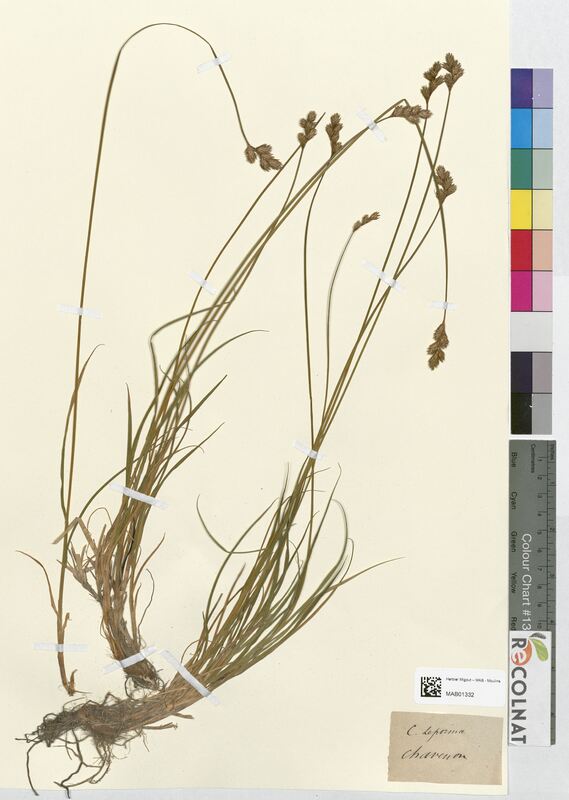 Carex leporina (Cyperaceae)