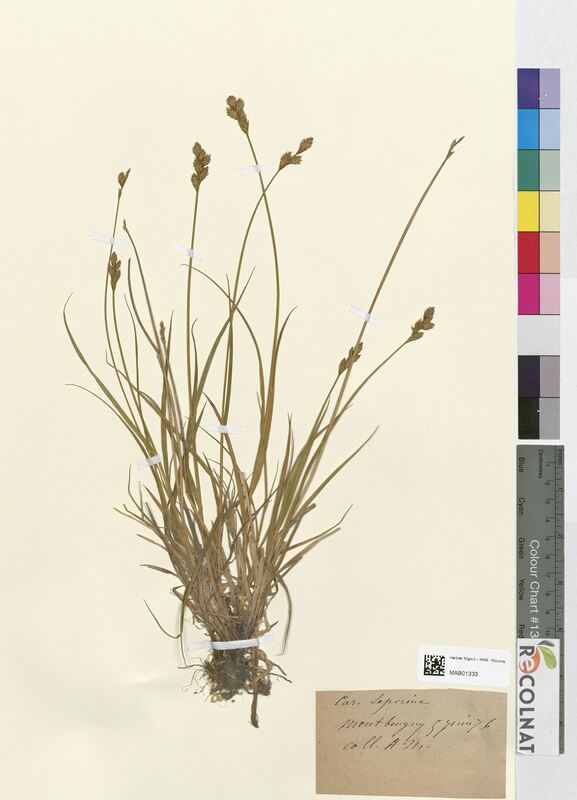 Carex leporina (Cyperaceae)