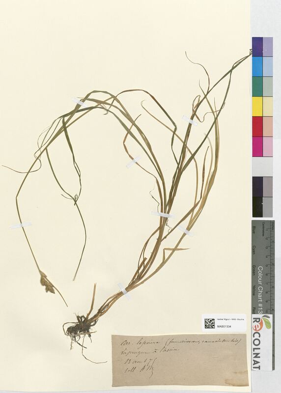 Carex leporina (Cyperaceae)