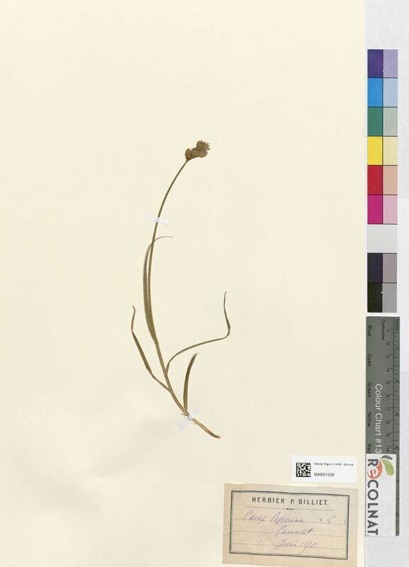 Carex leporina (Cyperaceae)