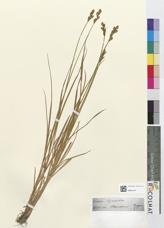 Carex leporina (Cyperaceae)