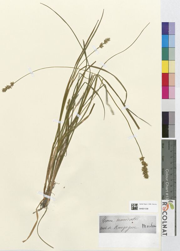 Carex muricata (Cyperaceae)