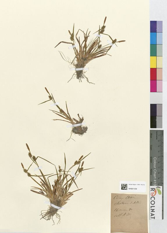 Carex oederi (Cyperaceae)