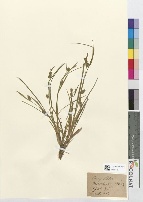 Carex oederi (Cyperaceae)