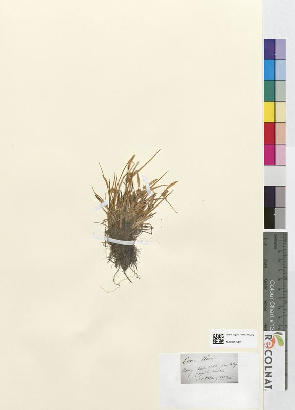 Carex oederi (Cyperaceae)