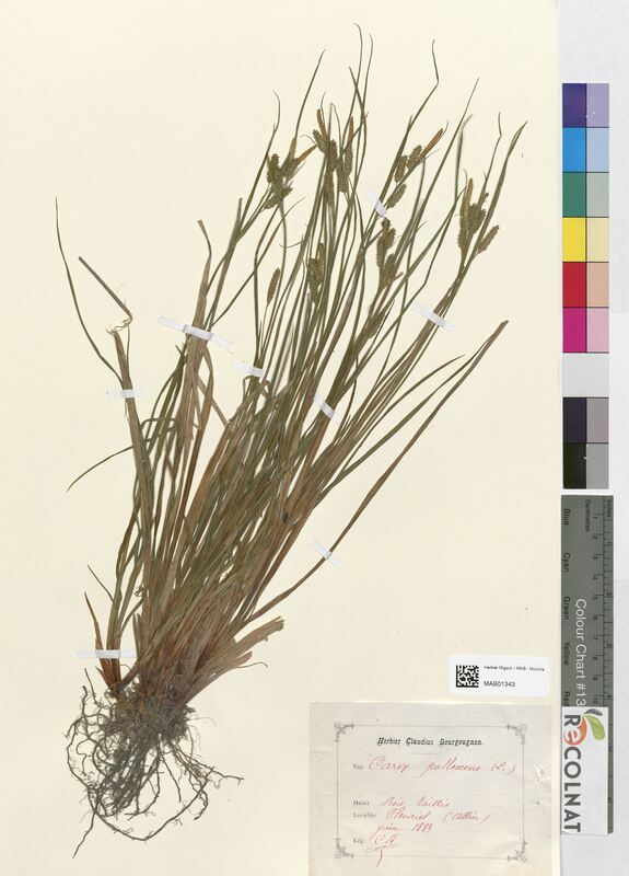 Carex pallescens (Cyperaceae)