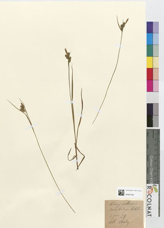 Carex pallescens (Cyperaceae)