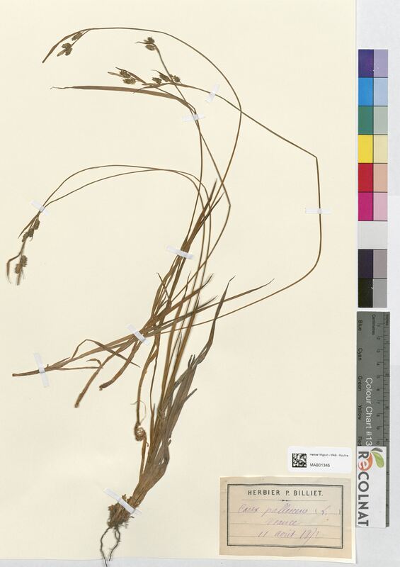 Carex pallescens (Cyperaceae)