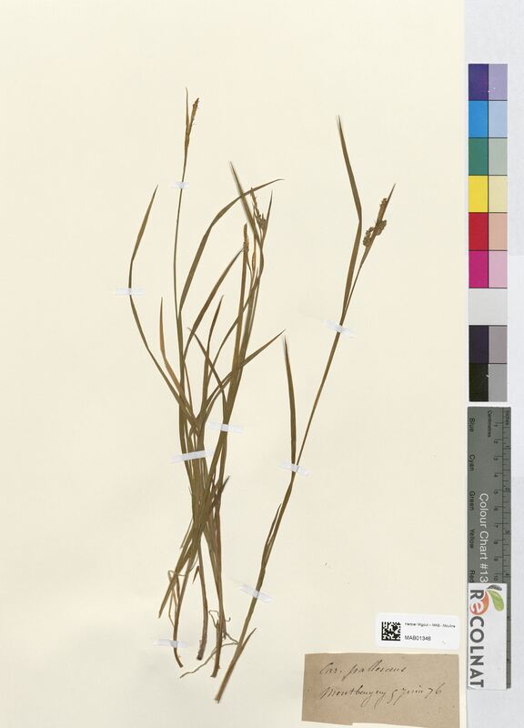 Carex pallescens (Cyperaceae)