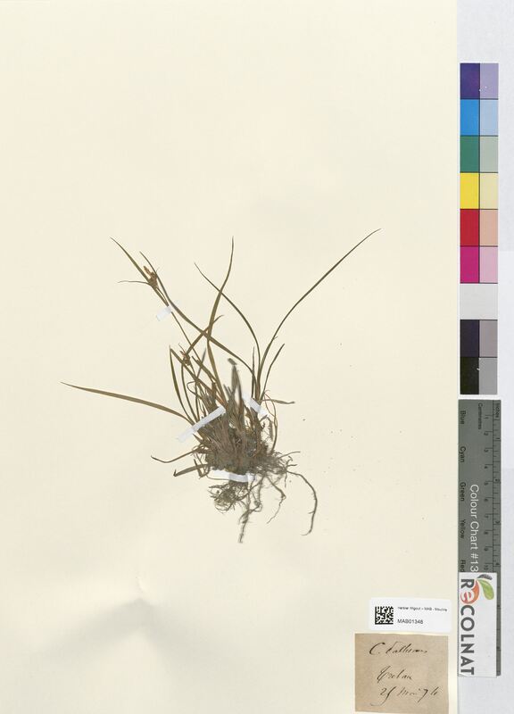 Carex pallescens (Cyperaceae)