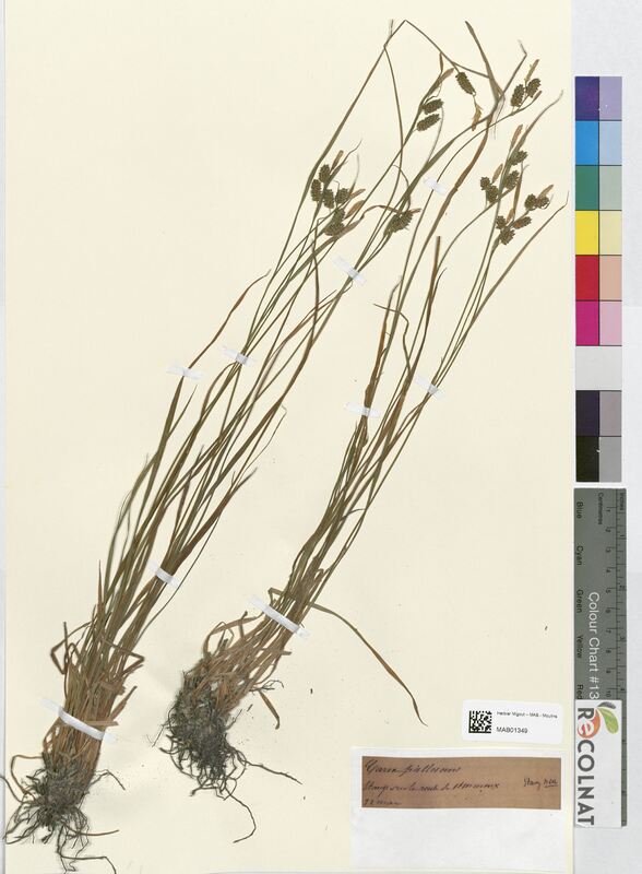 Carex pallescens (Cyperaceae)