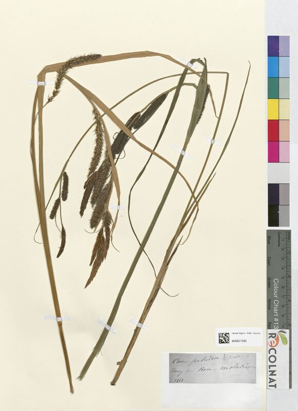 Carex paludosa (Cyperaceae)