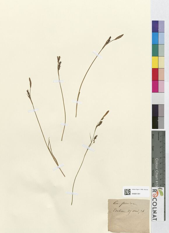 Carex panicea (Cyperaceae)