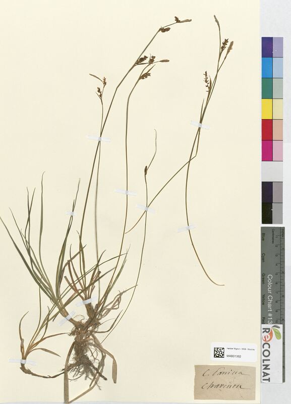 Carex panicea (Cyperaceae)