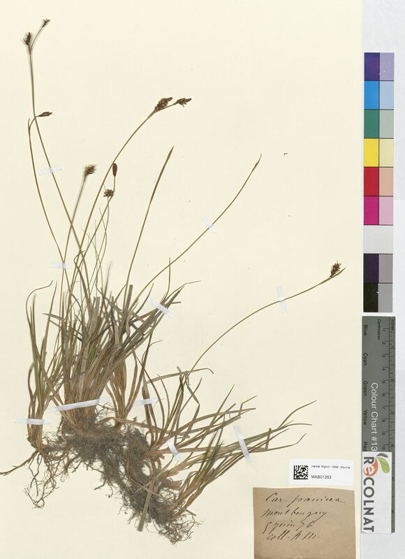 Carex panicea (Cyperaceae)