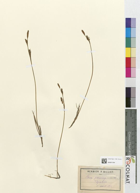 Carex panicea (Cyperaceae)